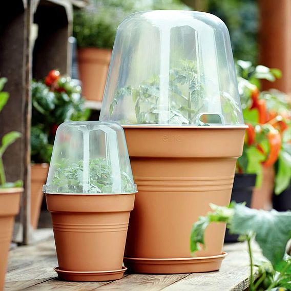 Terracotta Grow Pot + Bell Cover + Saucer