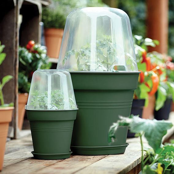 Terracotta Grow Pot + Bell Cover + Saucer