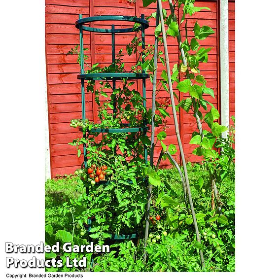 Tomato Growing Support