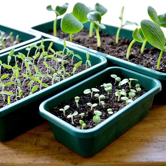 Seed Trays - Full Size