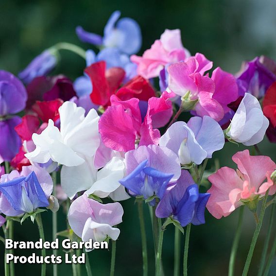 Sweet Pea Seeds - Old Fashioned Mixed