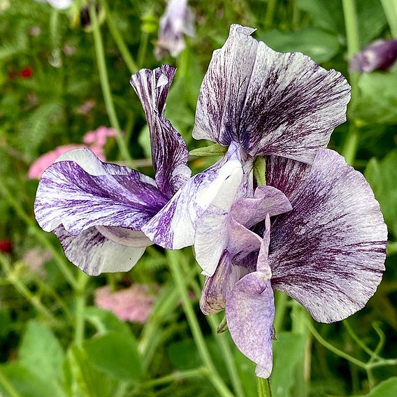 Sweet Pea 'Earl Grey Blend' - Seeds