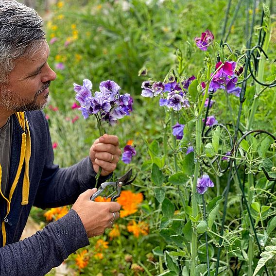 Sweet Pea 'Earl Grey Blend' - Seeds