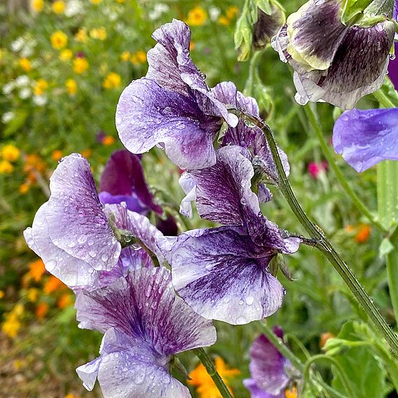 Sweet Pea 'Earl Grey Blend' - Seeds