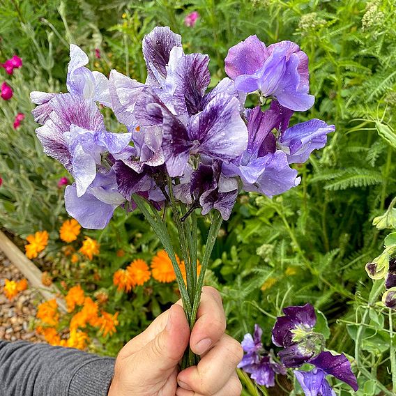 Sweet Pea 'Earl Grey Blend' - Seeds