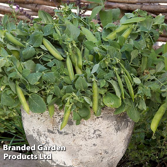 Pea 'Half Pint' - Organic Seeds