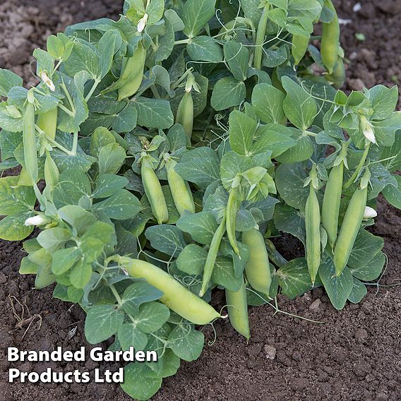 Pea 'Half Pint' - Organic Seeds