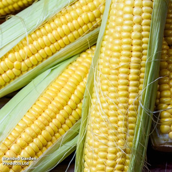 Sweetcorn Sativa 'Tramunt' - Organic Seeds