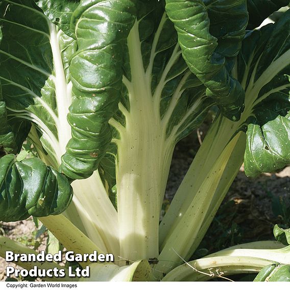 Swiss Chard 'Fordhook Giant' - Organic Seeds