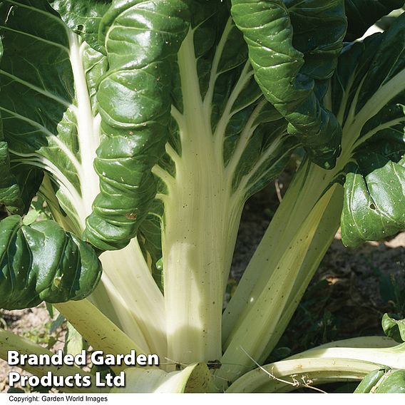 Swiss Chard 'Fordhook Giant' (Organic) Seeds