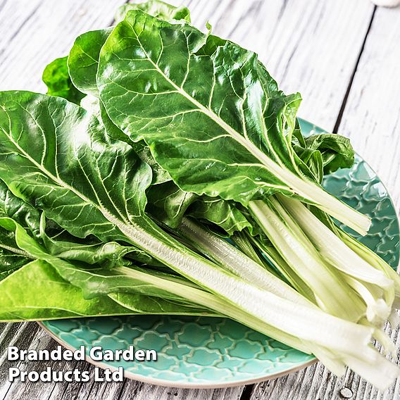 Swiss Chard 'Fordhook Giant' - Organic Seeds