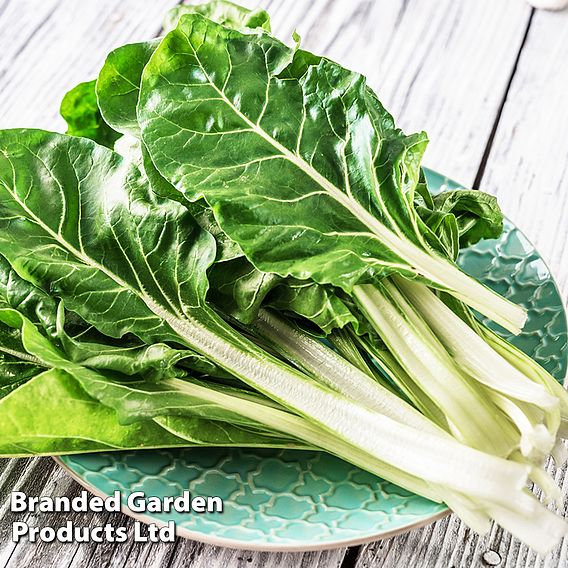 Swiss Chard 'Fordhook Giant' (Organic) Seeds