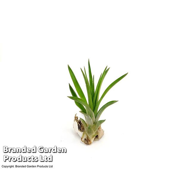 Tillandsia brachycaulos x abdita