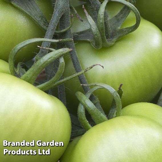 Tomato 'Shirley' F1 Hybrid (Grafted)