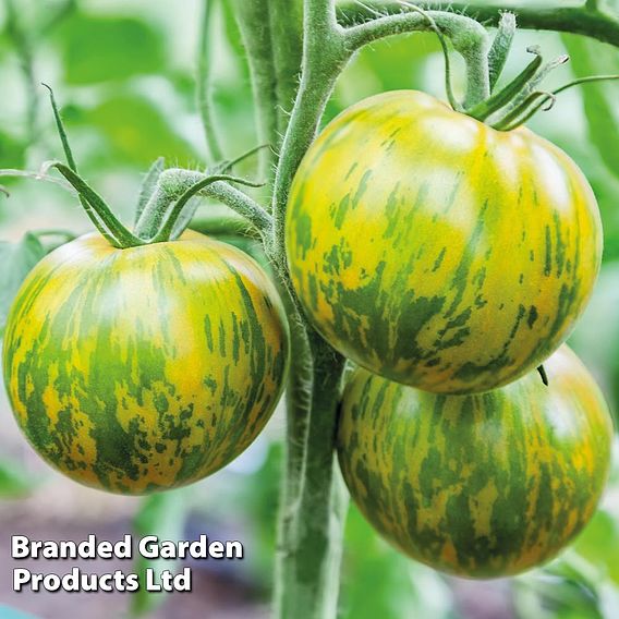 Tomato 'Green Zebra' (Indeterminate) - Organic Seeds