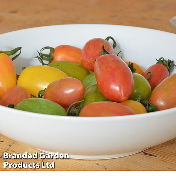 Tomato 'Artisan Tiger Mix' - Organic Seeds