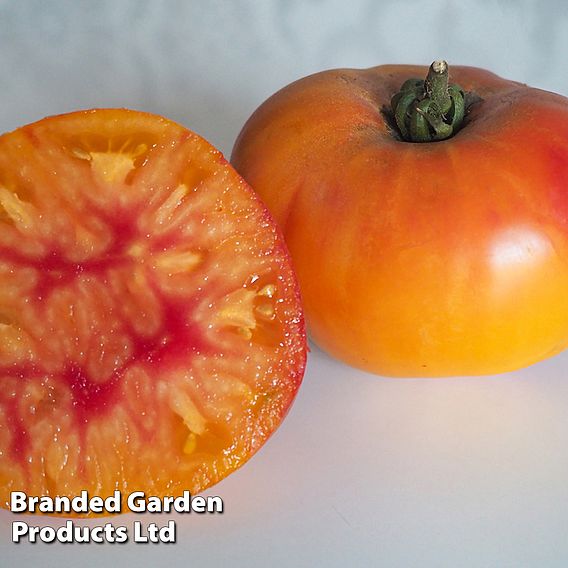 Tomato 'Buffalosun' (Grafted)