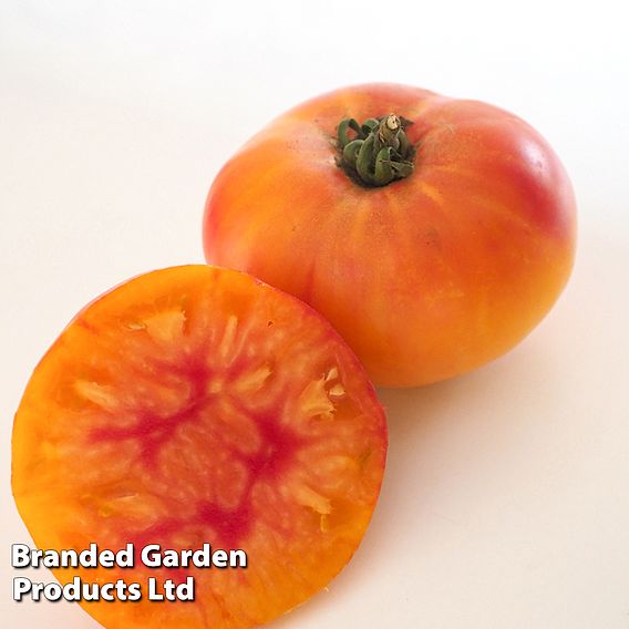 Tomato 'Buffalosun' (Grafted)