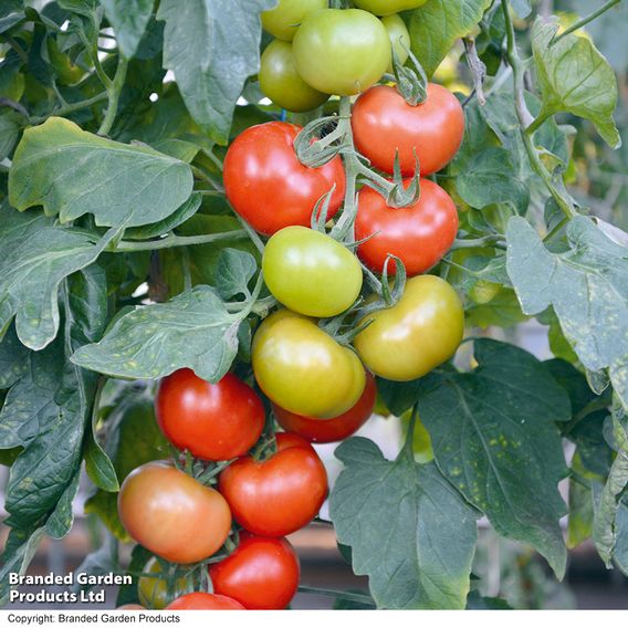 Tomato 'Crimson Crush' F1 (Indeterminate) - Seeds