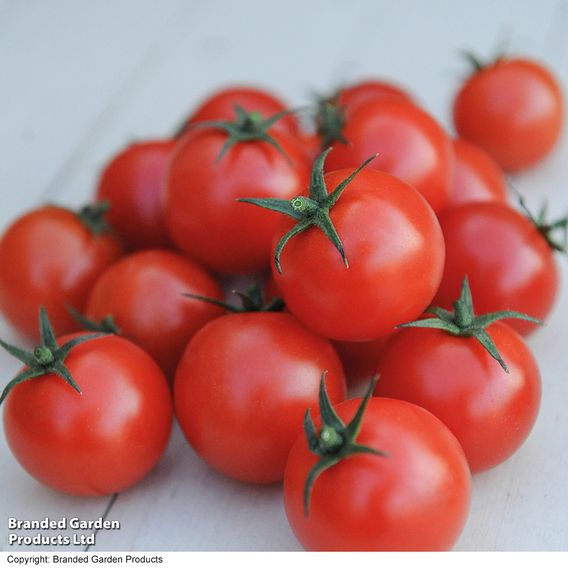 Tomato 'Gardener's Delight' (Grafted)