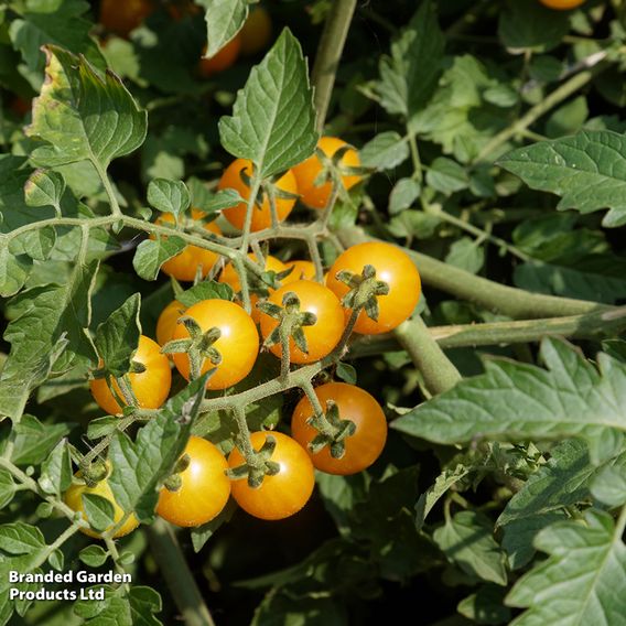 Tomato 'Golden Currant' - Organic Seeds