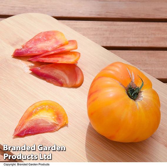 Tomato 'Gourmansun' (Grafted)
