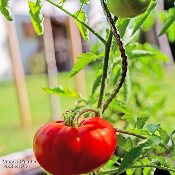 Tomato 'Marmande' (Determinate) - Organic Seeds