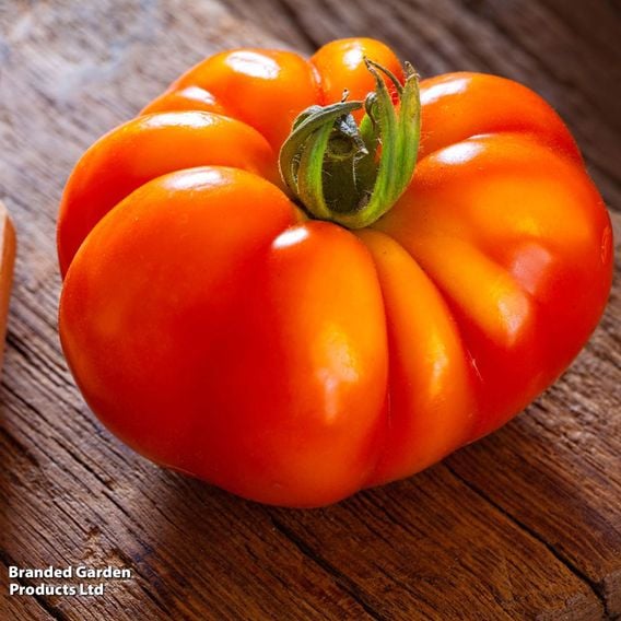 Tomato 'Marmande' (Determinate) - Organic Seeds