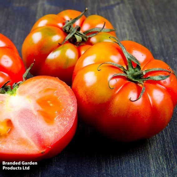Tomato 'Marmande' (Determinate) - Organic Seeds