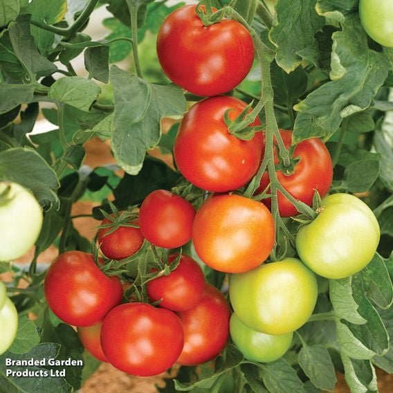 Tomato 'Moneymaker' (Indeterminate) - Organic Seeds