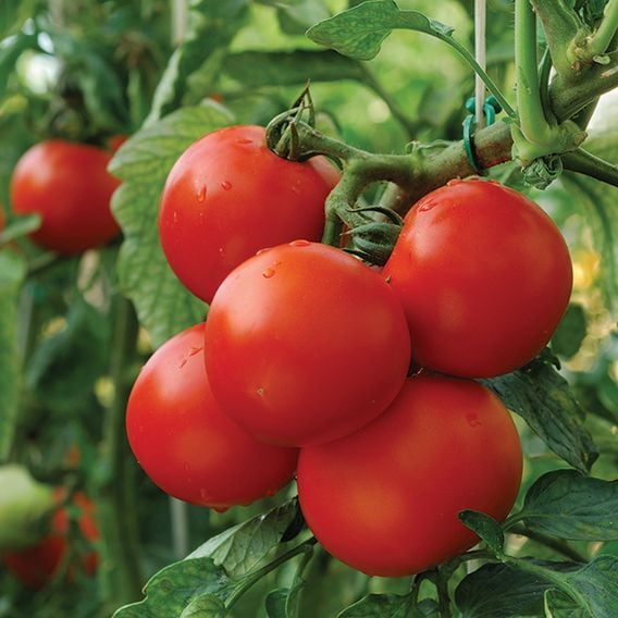 Tomato 'Moneymaker' (Indeterminate) - Organic Seeds