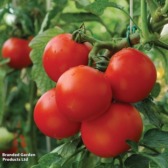 Tomato 'Moneymaker' (Indeterminate) - Organic Seeds