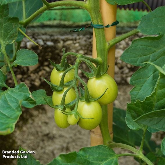 Tomato 'Moneymaker' (Indeterminate) - Organic Seeds