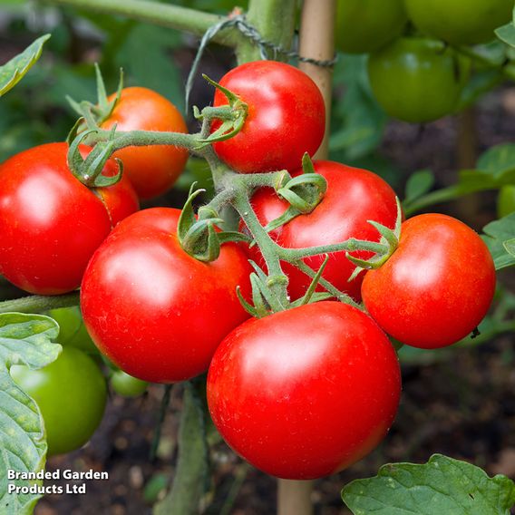 Tomato 'Moneymaker'