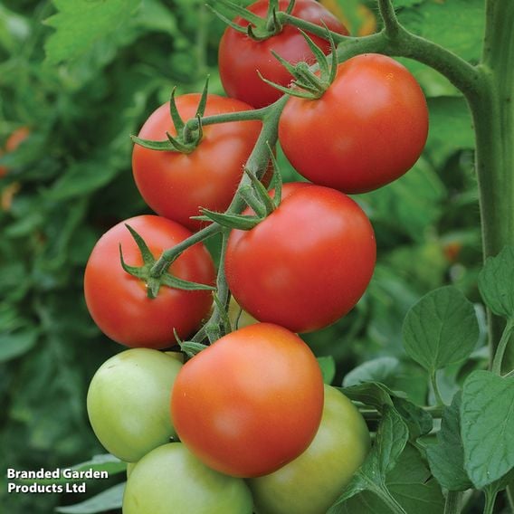 Tomato 'Moneymaker' (Indeterminate) - Organic Seeds