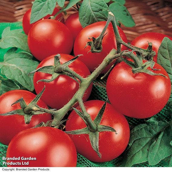 Tomato 'Moneymaker' (Indeterminate) - Organic Seeds