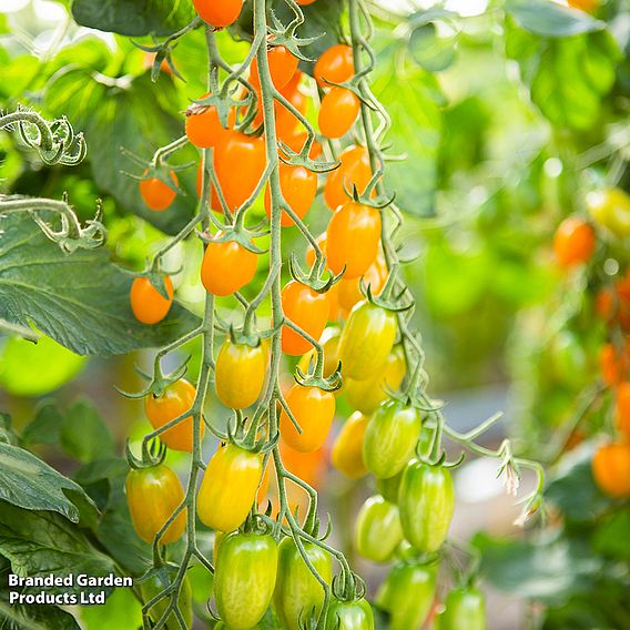 Tomato 'Ormato' - Organic Seeds