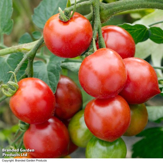 Tomato 'Red Alert' (Determinate) - Seeds