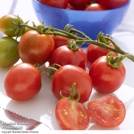 Tomato 'Red Alert' (Determinate) - Seeds