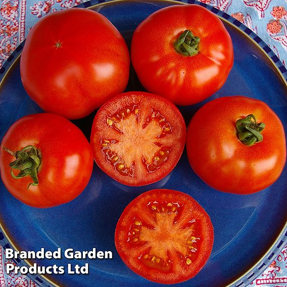 Tomato Red Bodyguard F1 Seeds