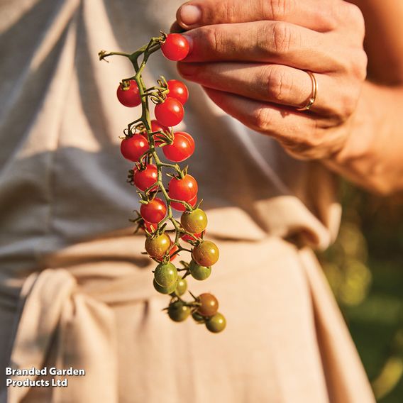 Tomato 'Red Marble' - Organic Seeds