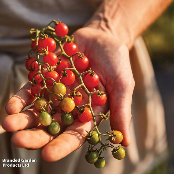Tomato 'Red Marble' - Organic Seeds