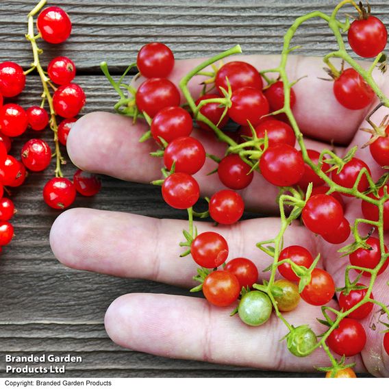 Tomato 'Red Marble' - Organic Seeds