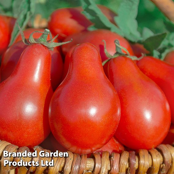 Tomato Red Pear (Organic) Seeds