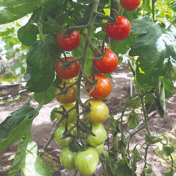Tomato 'Rubylicious'