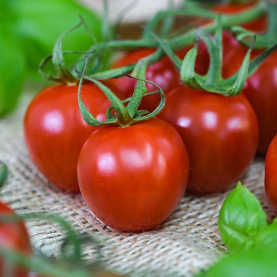 Tomato 'Rubylicious'