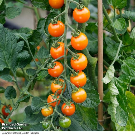 Tomato 'Sungold'