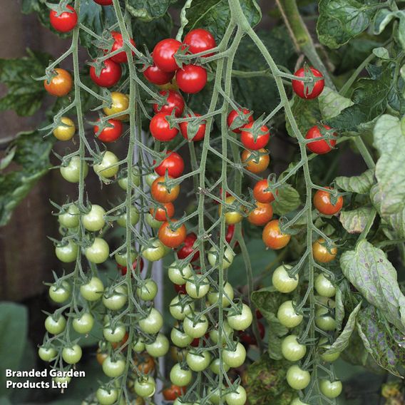 Tomato 'Sweet Million'