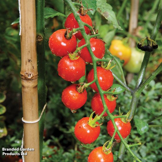 Tomato 'Sweet Million'