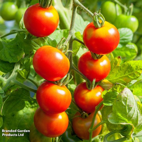 Tomato 'Sweet Million'